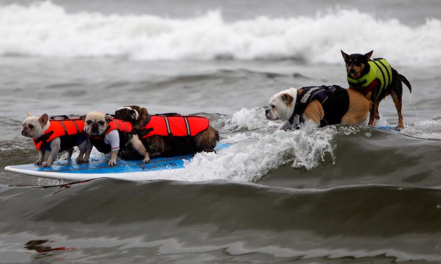 Собаки на серфинге