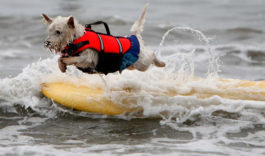 Собаки на серфинге